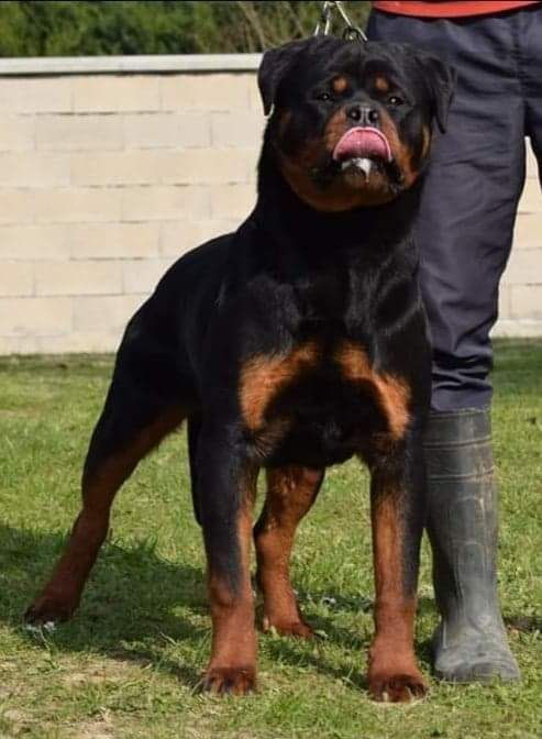 A réservé chiot rottweiler lof pour mai 2022